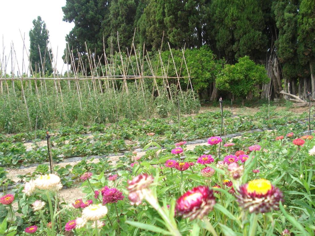 Гостевой дом Mas Horta Prim Сант-Педро-Пескадор Экстерьер фото